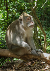 Wild Monkeys of Ubud’s Sacred Monkey Forest. Natural Behavior, Bali Wildlife Photography in Lush Jungle Temple. Indonesia. 4k Resolution.