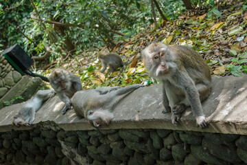 Wild Monkeys of Ubud’s Sacred Monkey Forest. Natural Behavior, Bali Wildlife Photography in Lush Jungle Temple. Indonesia. 4k Resolution.