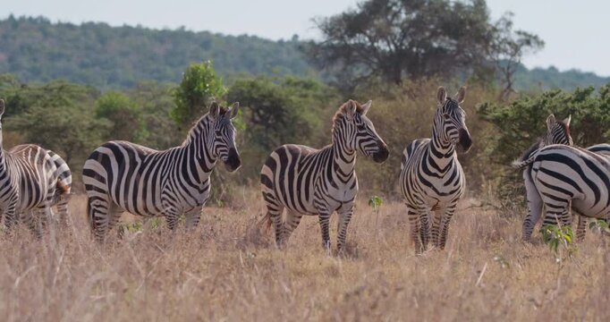 Wide of herd of plains zebra (Equus burchelli) feeding on grassy savannah in sunny afternoon in Kenya