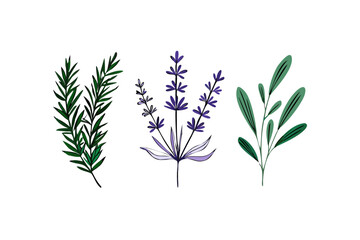 Fototapeta premium Aromatic herbs and lavender illustration