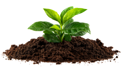 Young green plant growing from rich dark soil