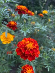 orange flowers in the garden