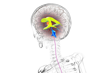 Human brain with colored ventricles, 3D illustration