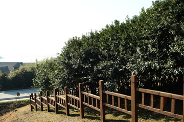 Ilex cornuta (Horanggasi-namu) dense grove of evergreen holly trees in Korea. Photographed in Korea.