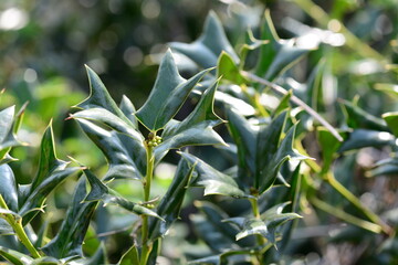 Close-up of Ilex cornuta (Horanggasi-namu) leaf, featuring glossy surface and distinctive spiny edges. Photographed in Korea.