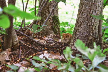 Obraz premium A little mouse poses near a tree, a rodent with red fur