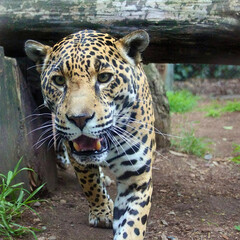 Jaguar Walking Toward Camera