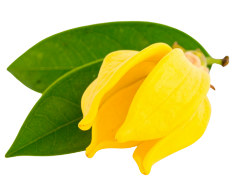Firefly_3D illustration of a verified email envelope icon - Firefly_Bright Yellow Ylang-Ylang Flower with Green Leaves Isolated on Transparent Background