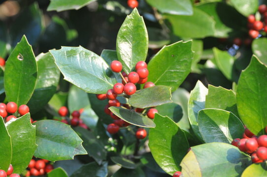 Close-up of vibrant red fruits of Ilex cornuta (Horanggasi-namu) growing in Wando, Korea, adding color to the evergreen foliage. Photographed in Korea.