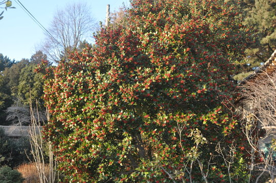 Ilex cornuta (Horanggasi-namu) full view of evergreen holly tree in Wando, Korea. Photographed in Korea.