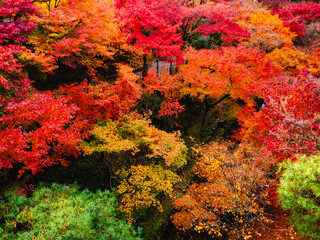 Vibrant Autumn Maple Leaves at Tofuku-ji Temple in Kyoto, Japan