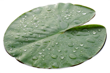 lily pad leaf with water droplets on it isolated on white background, png, ai generated.