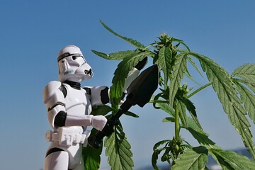 Naklejka premium Star Wars action figure of clone trooper, with large black military shovel in right hand, holding female hemp plant, latin name Cannabis Sativa, in summer daylight sunshine, blue skies in background