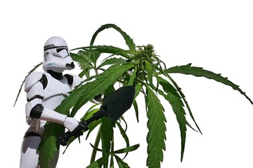 Naklejka premium Star Wars action figure of clone trooper, with large black military shovel in right hand, examining female hemp plant, latin name Cannabis Sativa, in summer daylight sunshine