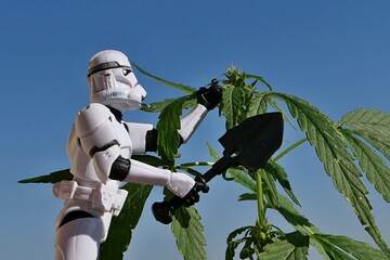 Naklejka premium Star Wars action figure of clone trooper, with large black military shovel in right hand, examining female hemp plant, latin name Cannabis Sativa, in summer daylight sunshine, blue skies in background