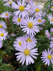 Purple flowers in the garden 