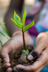 Hands Gently Holding a Young Green Sapling with Fresh Leaves Growing in Rich Soil, Symbolizing Care for Nature, Environmental Protection, and Sustainable Growth