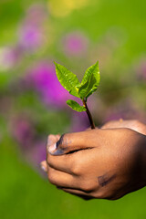 Hands Gently Holding a Young Green Sapling with Fresh Leaves Growing in Rich Soil, Symbolizing Care for Nature, Environmental Protection, and Sustainable Growth