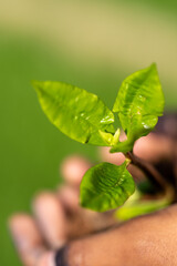 Hands Gently Holding a Young Green Sapling with Fresh Leaves Growing in Rich Soil, Symbolizing Care for Nature, Environmental Protection, and Sustainable Growth