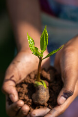 Hands Gently Holding a Young Green Sapling with Fresh Leaves Growing in Rich Soil, Symbolizing Care for Nature, Environmental Protection, and Sustainable Growth