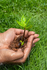 Hands Gently Holding a Young Green Sapling with Fresh Leaves Growing in Rich Soil, Symbolizing Care for Nature, Environmental Protection, and Sustainable Growth