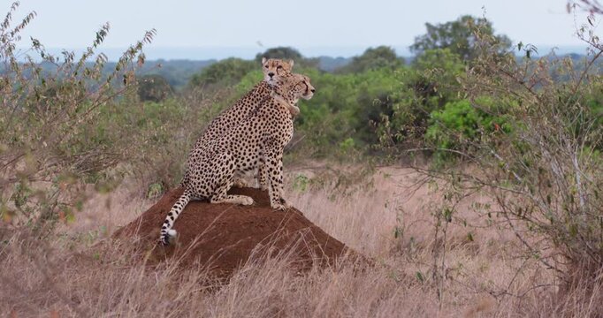 Extreme wide of a coalition of cheetahs (Acinonyx jubatus) scanning perched on an ant mound in the savanna 