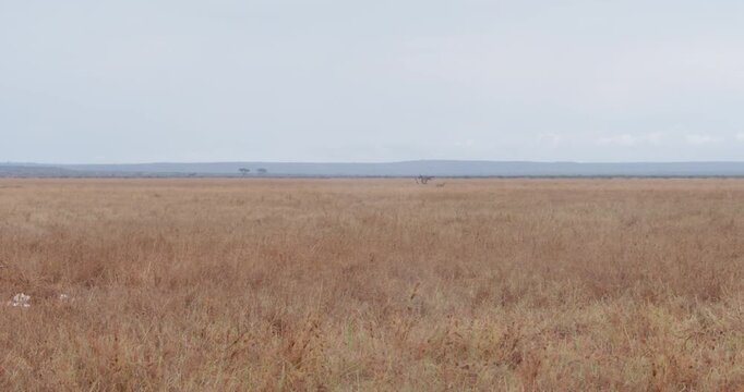 Extreme wide right to left pan of a Somali ostrich (Struthio molybdophanes) brooding in the grasslands in kenya  