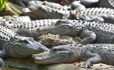 American Alligators