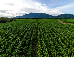 Aerial view of a tobacco field