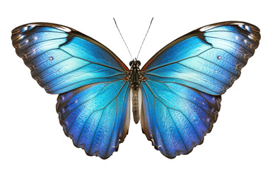 Fototapeta premium Blue morpho butterfly on transparent background, png