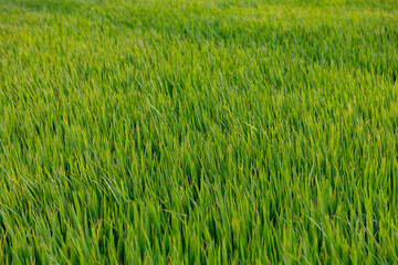 Lush green rice field in hoi an, danang, Agricultural industry vietnam