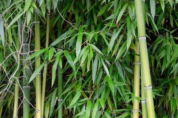 A bunch of bamboo trees with green leaves. The trees are tall and are growing in a forest