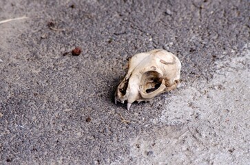 A cat skull is laying on the ground. The skull is white and has a few teeth visible. The scene is quiet and somber, with the skull being the only object in the image
