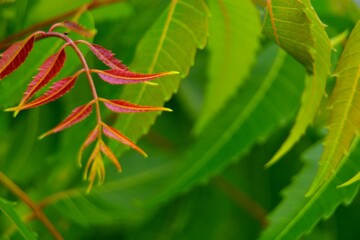 Young neem leaves are red in color.