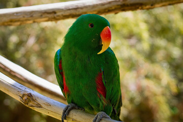 Male Eclectus Parrot Perched on Wooden Rail