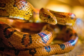 Orange and Black Snake Coiled on Branch