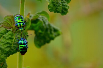 Two colorful iridescent jewel bugs on a green leaf