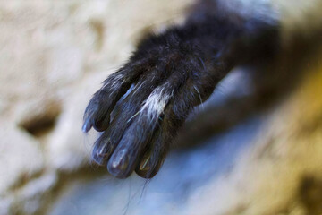 Black Animal Paw with Sharp Claws Close-Up