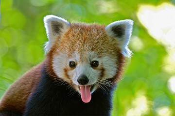Red Panda with Tongue Out in Sunlight