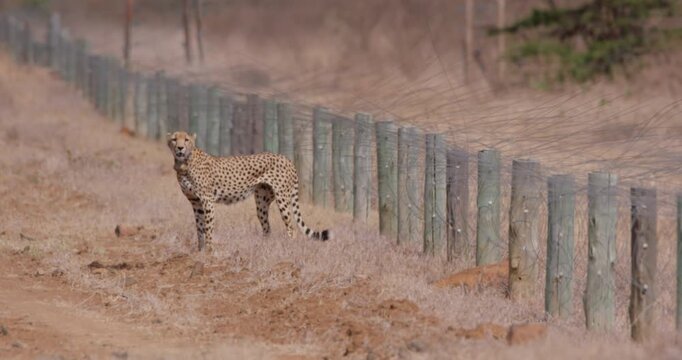 Extreme wide of a collared cheetah (Acinonyx jubatus) surveying  during the afternoon in the savanna kenya