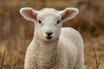 Fototapeta premium Cute lamb standing in a pasture during spring, showcasing its fluffy wool and curious expression alongside vibrant grass
