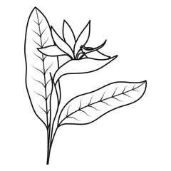 strelitzia flower in outline