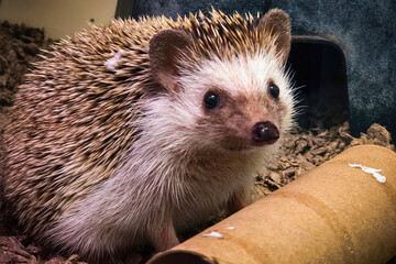 Hedgehog on Wooden Surface in Close-Up