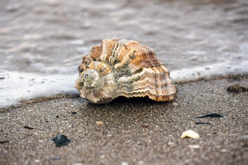 Rapana on the edge at beach.