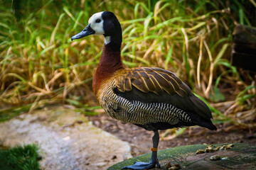 White-Faced Whistling Duck Standing on Ground