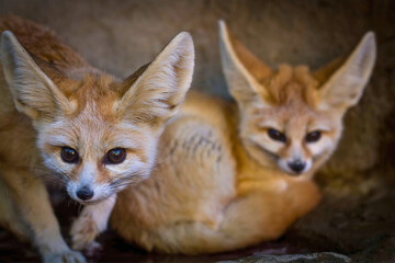 Obraz premium Two Fennec Foxes Resting Together