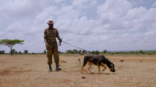 Wide gimbal tracking of a Bloodhound Dog (Canis lupus familiaris) walking with a game warden in dry grassland at noon in Kenya