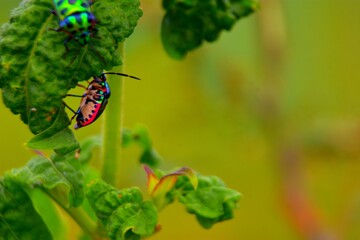 Two colorful iridescent jewel bugs on a green leaf
