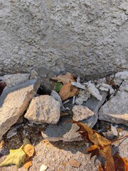 A pile of rocks and leaves on the ground. The leaves are brown and the rocks are gray