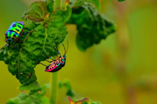 Two colorful iridescent jewel bugs on a green leaf
